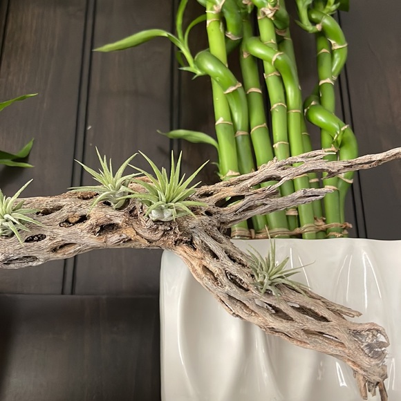 🔆AUR PLANT🔆 DRIED CACTUS DECORATION - Picture 12 of 12